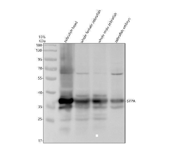 azb0s5b9 sypa primary antibodies wb testing 1
