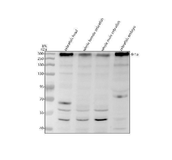 azb0s602 fn1a primary antibodies wb testing 1