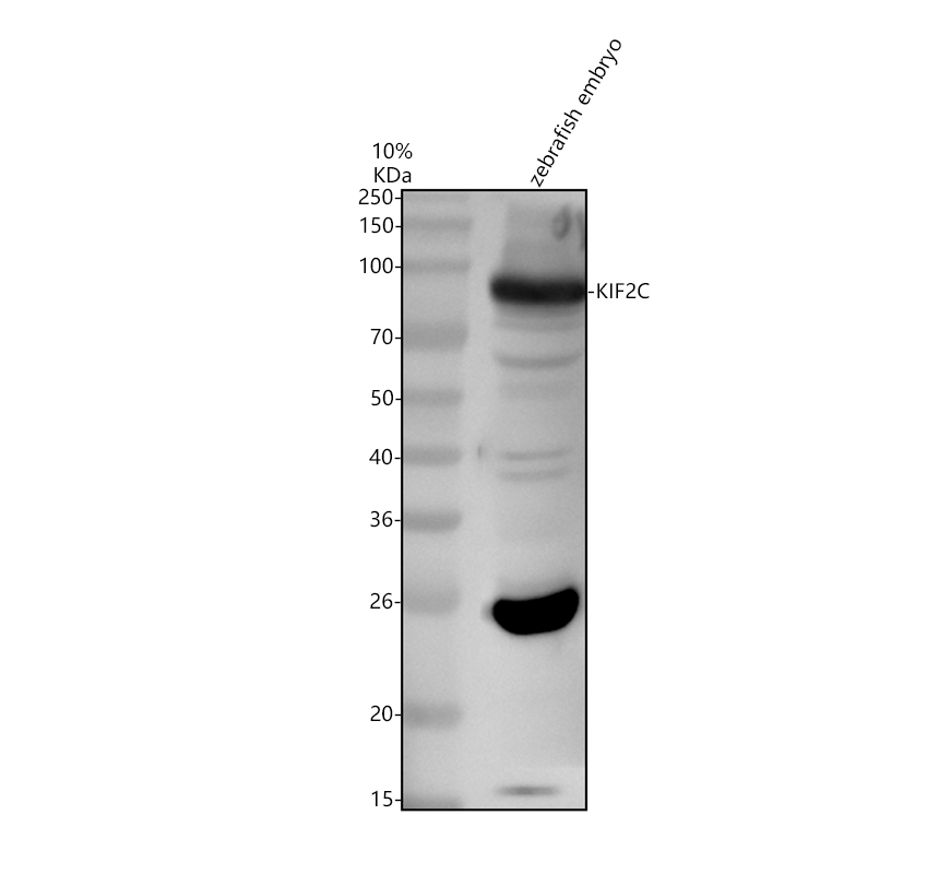 Western blot analysis of KIF2C using anti-KIF2C antibody (AZB0S7G2)