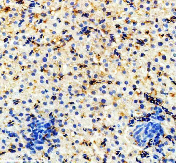 azb0uxs0 hmox1a primary antibodies ihc testing 1
