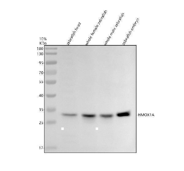 azb0uxs0 hmox1a primary antibodies wb testing 1