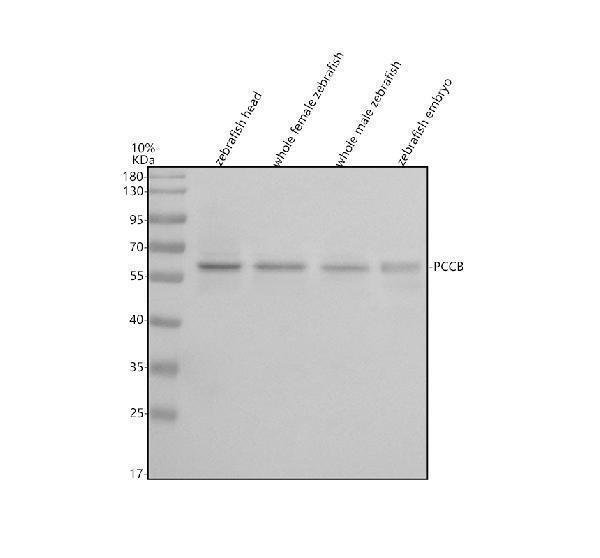 Western blot analysis of PCCB using anti-PCCB antibody (AZB0V0X1)