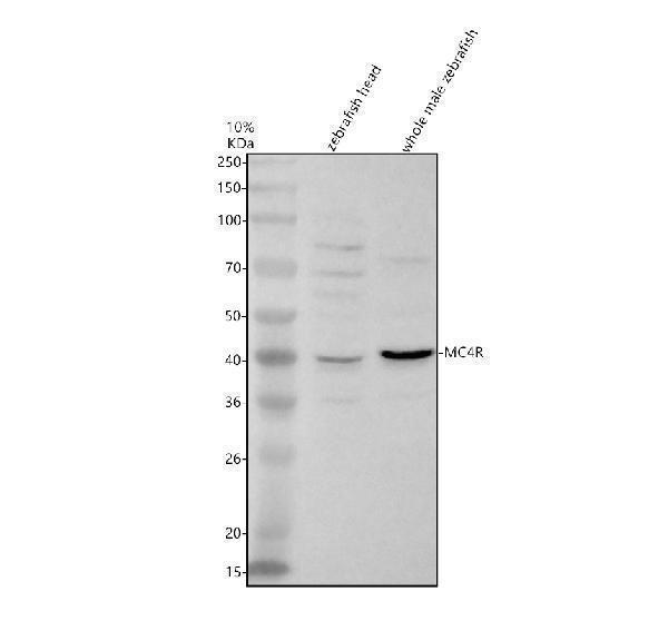 Western blot analysis of MC4R using anti-MC4R antibody (AZB0V1P1)