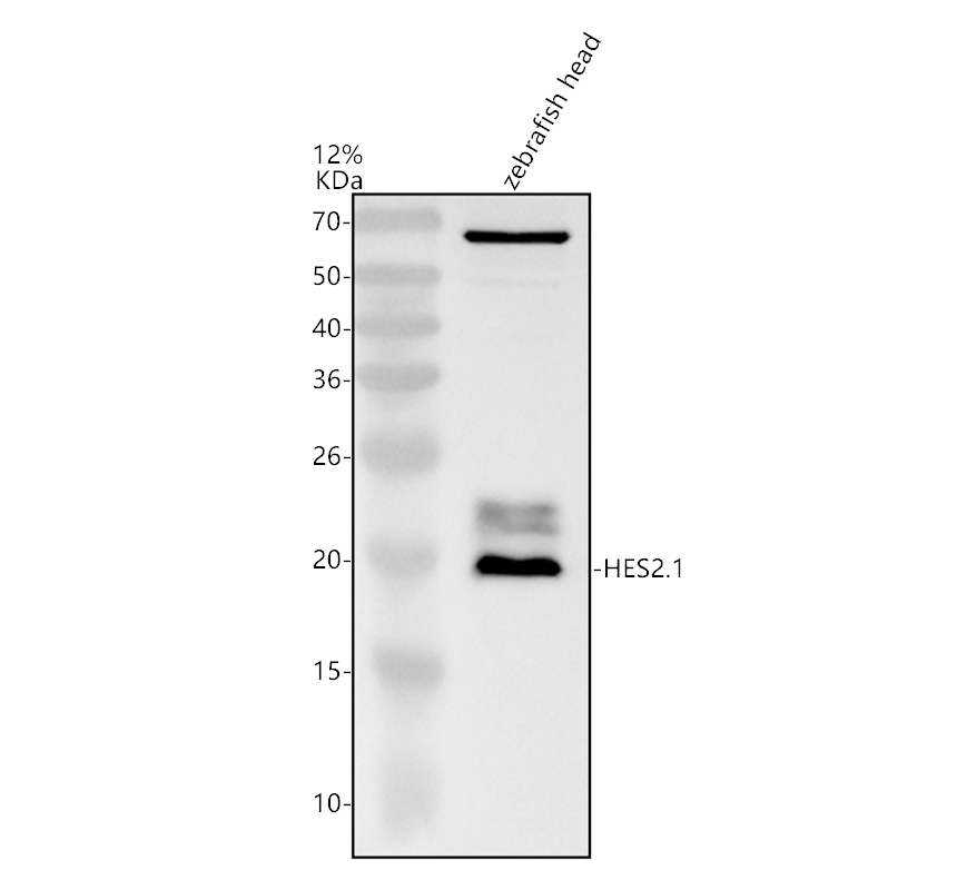 azb0v2g6 hes2 1 primary antibodies wb testing 1