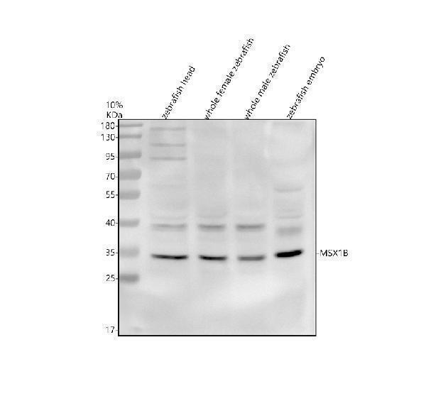 azb2gsg0 msx1b primary antibodies wb testing 1