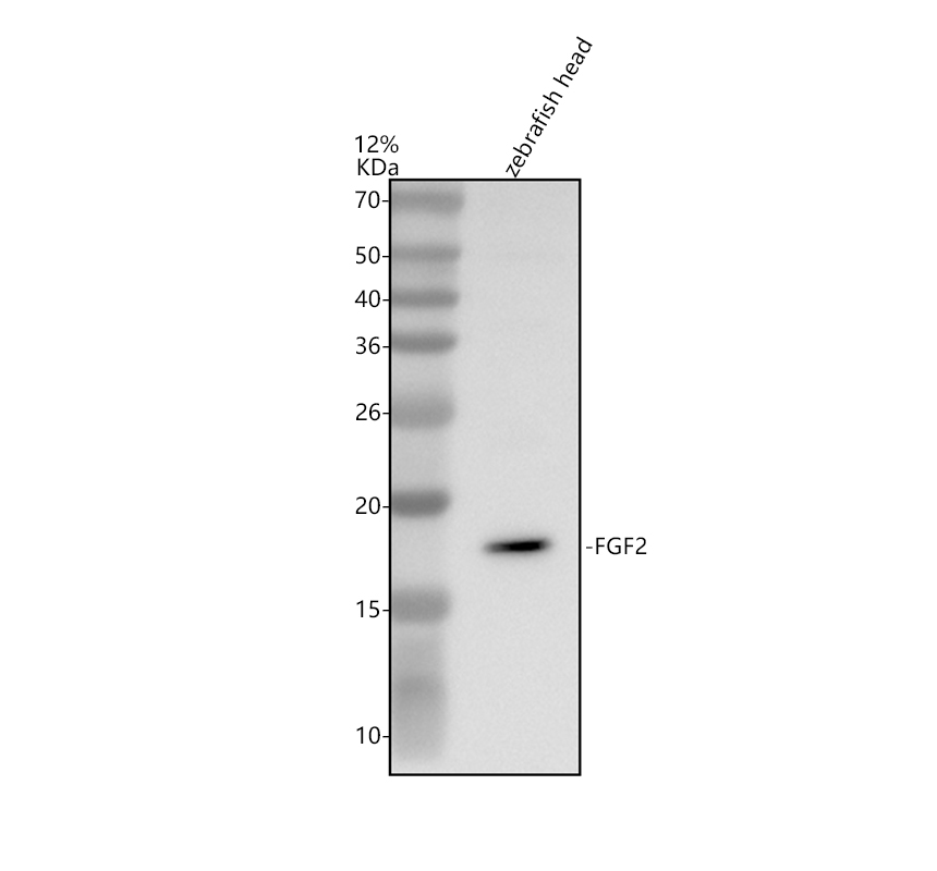 azb3dge3 fgf2 primary antibodies wb testing 1
