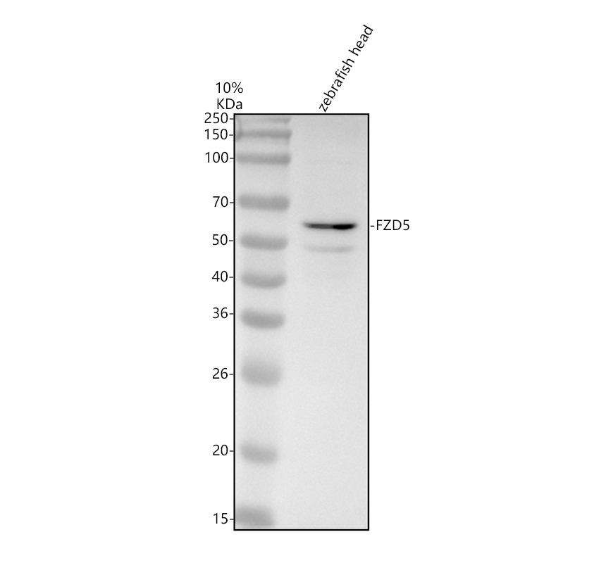 azb3dig4 fzd5 primary antibodies wb testing 1