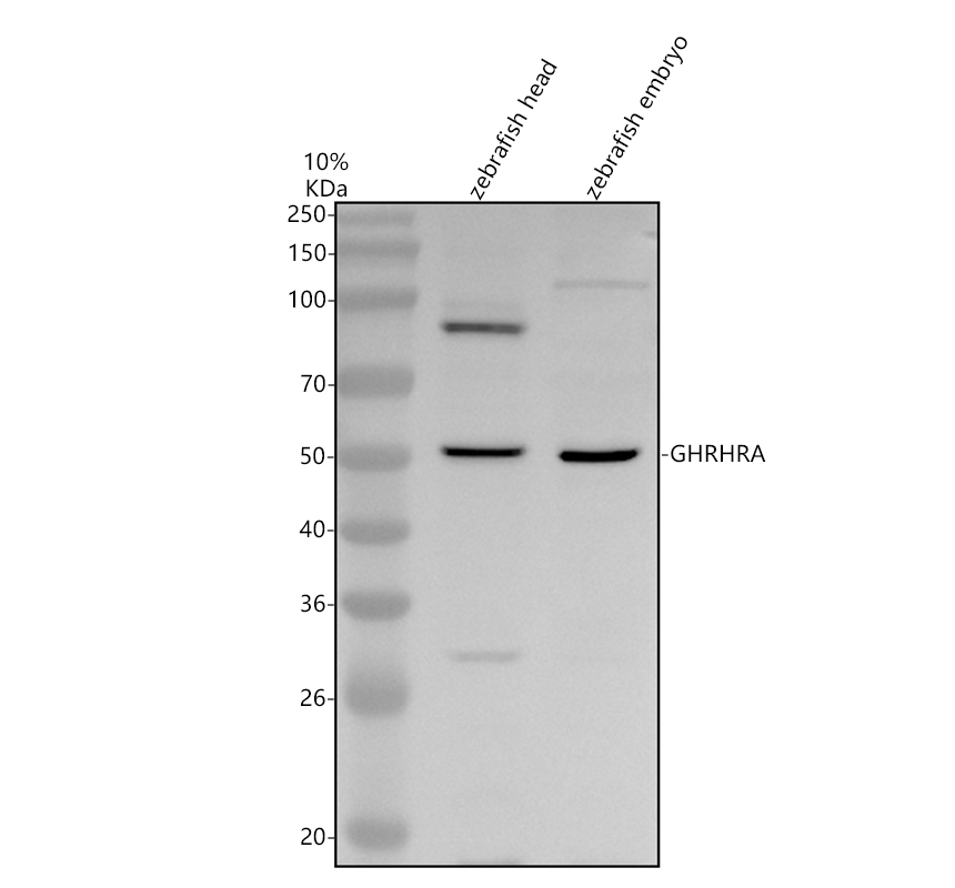 azb4xv21 ghrhra primary antibodies wb testing 1