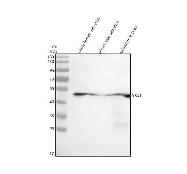 Western blot analysis of YBX1 using anti-YBX1 antibody (AZB5DE31)