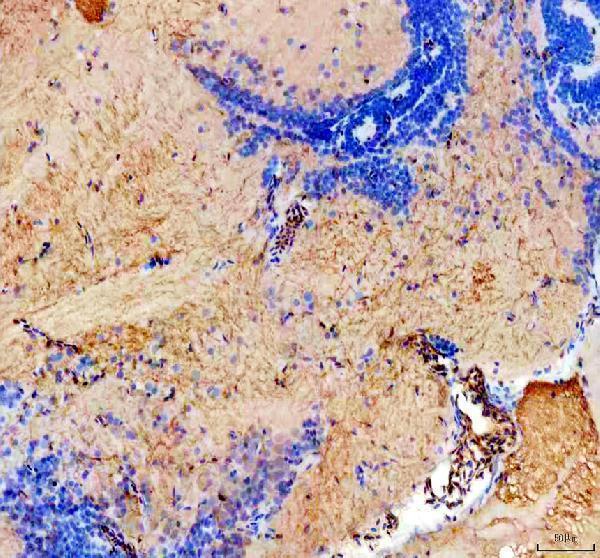 azb6ziv2 kiss2 primary antibodies ihc testing 1