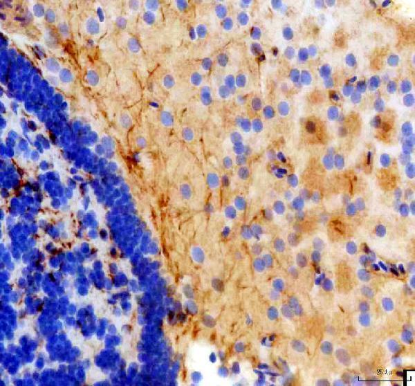 azb6ziv2 kiss2 primary antibodies ihc testing 2