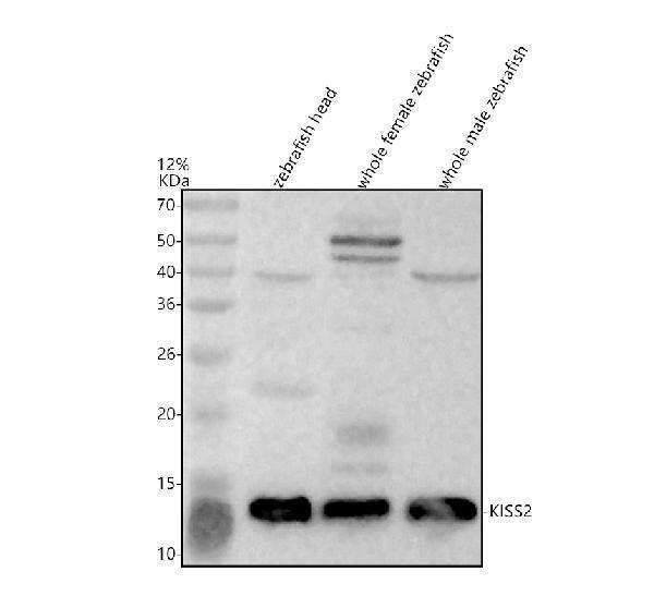 azb6ziv2 kiss2 primary antibodies wb testing 1