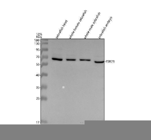 azb8jjl3 esr2b primary antibodies wb testing 1
