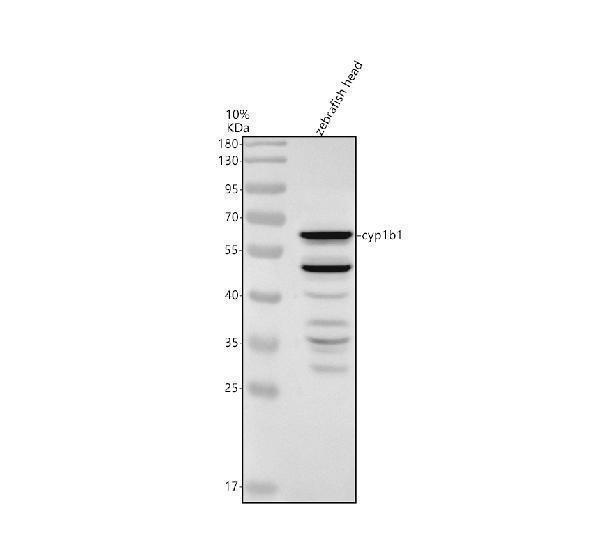Western blot analysis of CYP1B1 using anti-CYP1B1 antibody (AZB8JKD5)