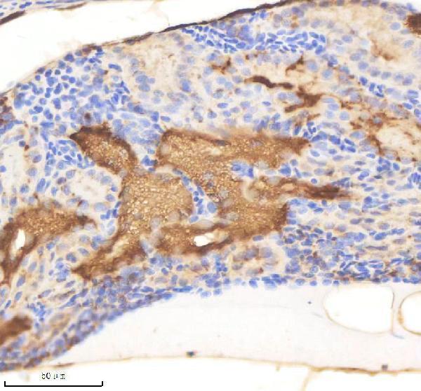 azb8jlc8 rab1aa ab primary antibodies ihc testing 2
