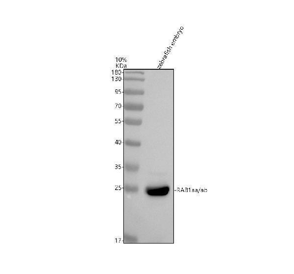 azb8jlc8 rab1aa ab primary antibodies wb testing 1