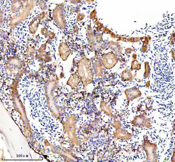 azb8jlw8 gmps primary antibodies ihc testing 2