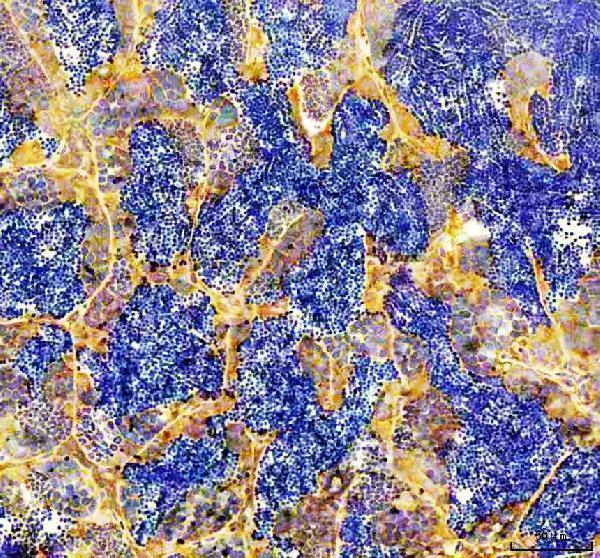 azb8jlw8 gmps primary antibodies ihc testing 3