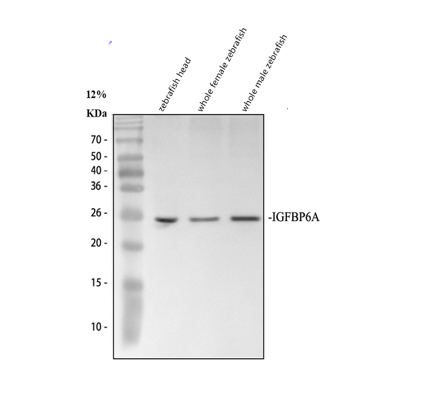 azc4mcp0 igfbp6a primary antibodies wb testing 1