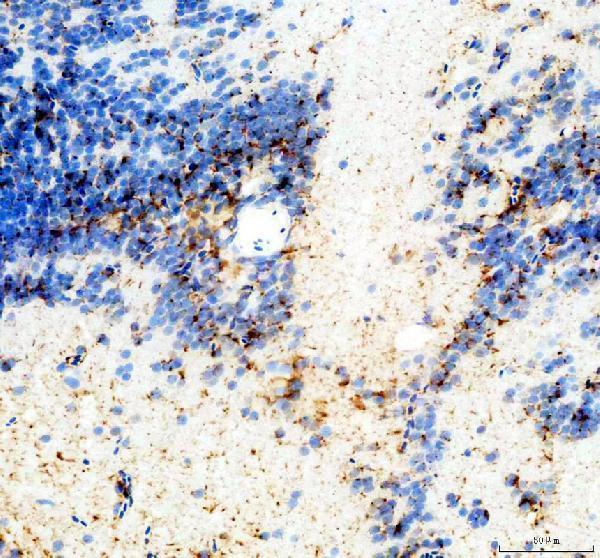 azc4wyh6 lepb primary antibodies ihc testing 1