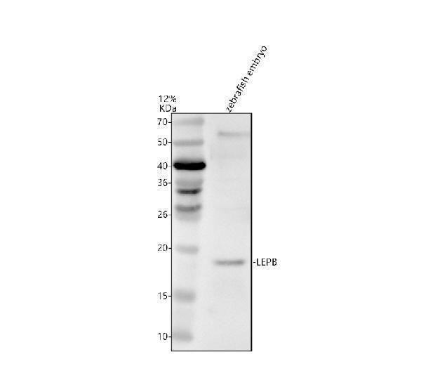 azc4wyh6 lepb primary antibodies wb testing 1
