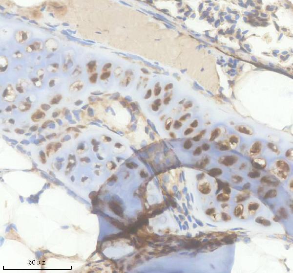 IHC analysis of IL4 using anti-IL4 antibody (AZD1YSM1)