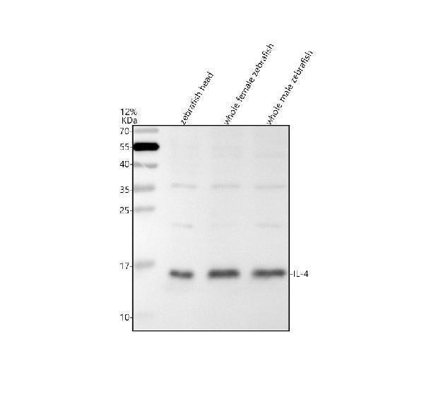 Western blot analysis of IL4 using anti-IL4 antibody (AZD1YSM1)
