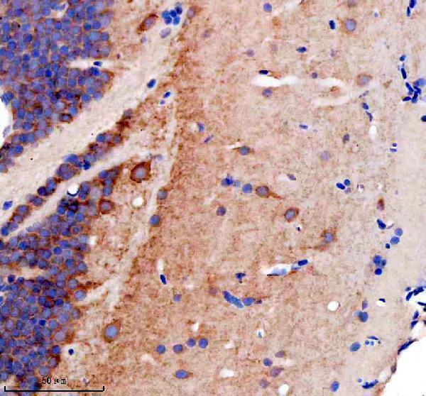 azd3kyk7 gphna b primary antibodies ihc testing 2