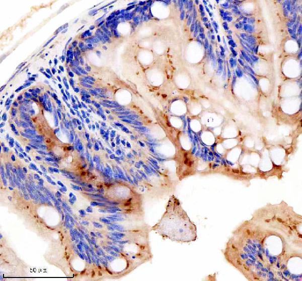 azd3kyk7 gphna b primary antibodies ihc testing 4
