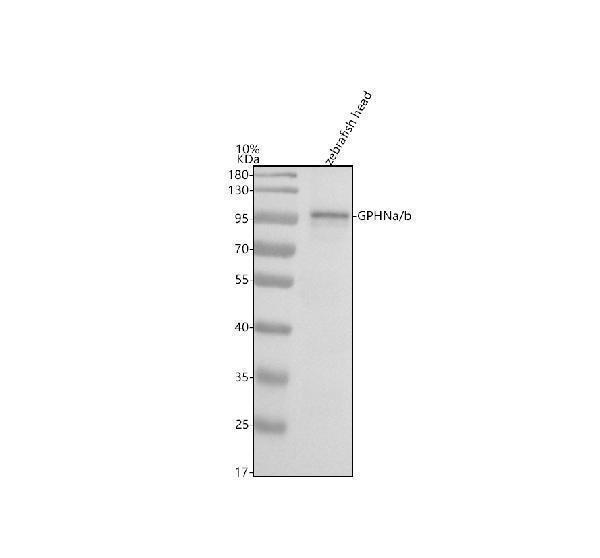 azd3kyk7 gphna b primary antibodies wb testing 1