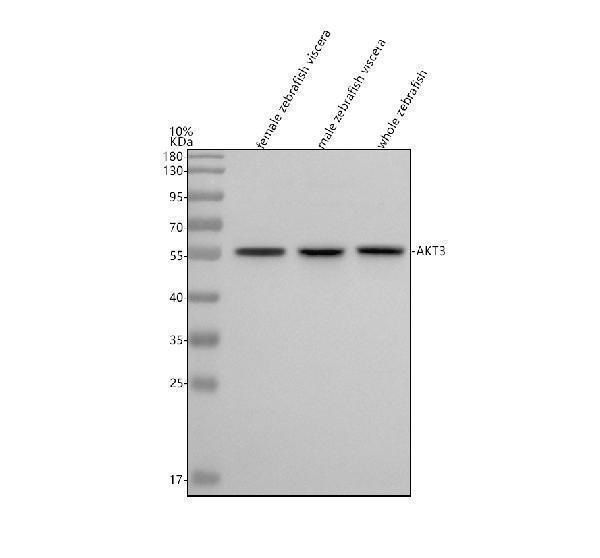  Western blot analysis of AKT3 using anti-AKT3 antibody (AZD9IL79)