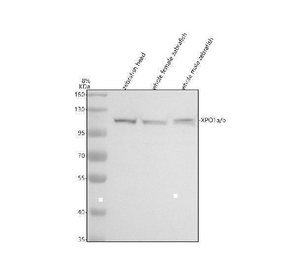 aze7f0e8 xpo1a b primary antibodies wb testing 1