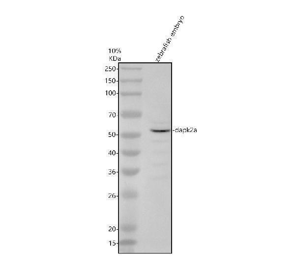 aze7f1a1 dapk2a primary antibodies wb testing 1