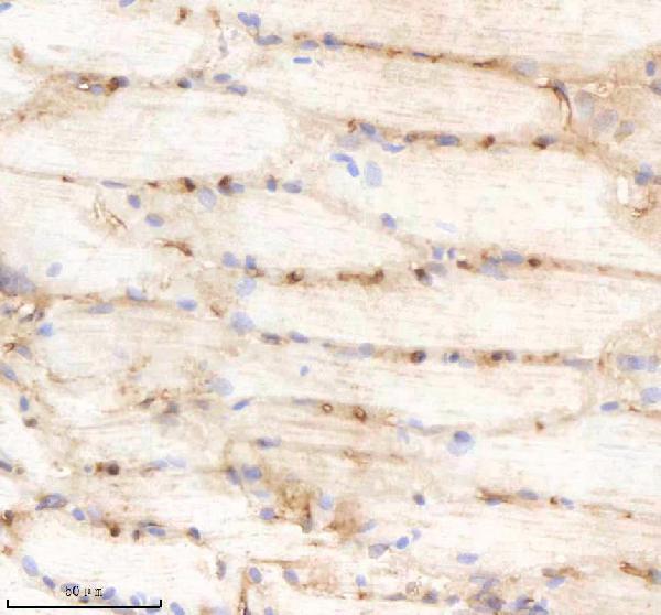 aze7f251 kinase p110 beta pik3cb primary antibodies ihc testing 6