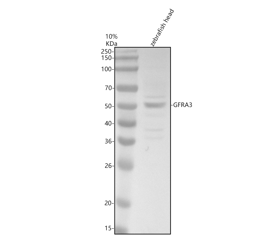 aze7f4g1 gfra3 primary antibodies wb testing 1