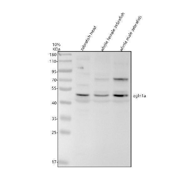 aze7f518 egln1a primary antibodies wb testing 1