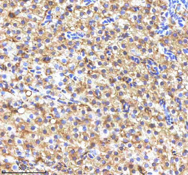 aze7f5v3 fasn primary antibodies ihc testing 2