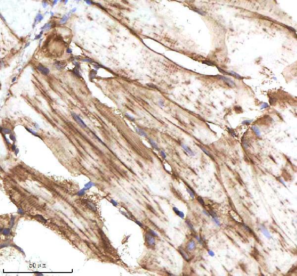 aze7f5v3 fasn primary antibodies ihc testing 3