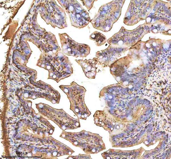 aze7f5v3 fasn primary antibodies ihc testing 4