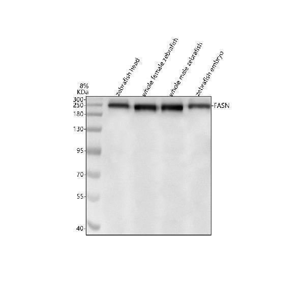 aze7f5v3 fasn primary antibodies wb testing 1