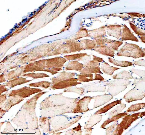 aze7f8t6 nampt primary antibodies ihc testing 1