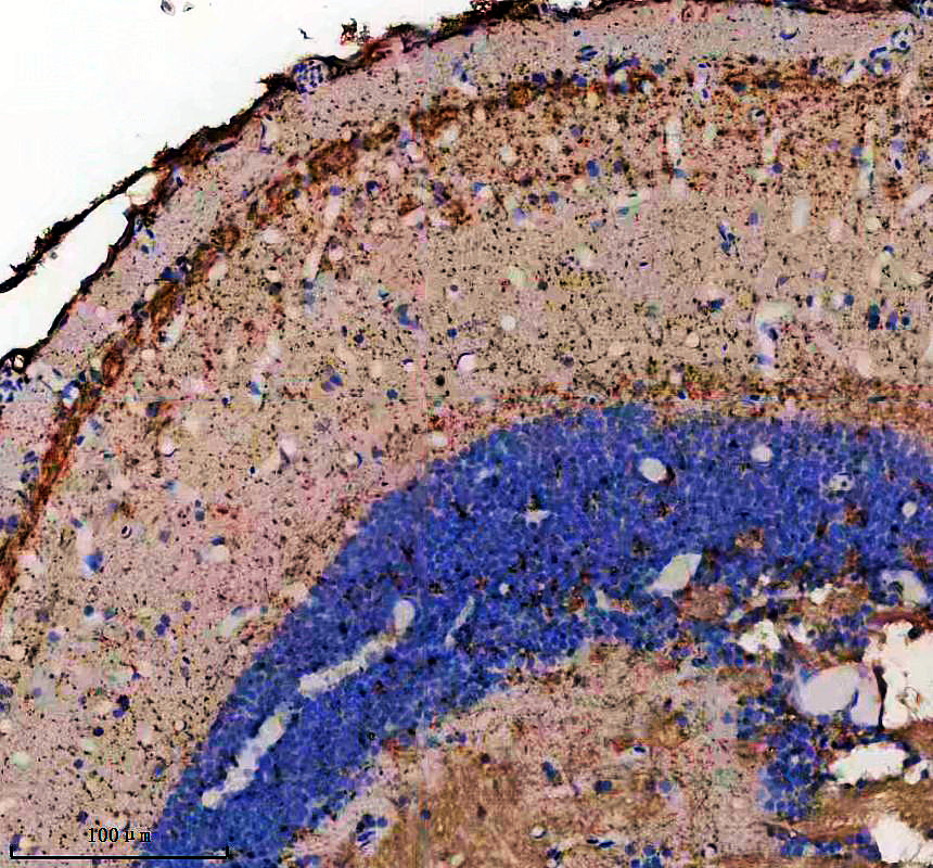IHC analysis of FDXR using anti-FDXR antibody (AZE7FB58)