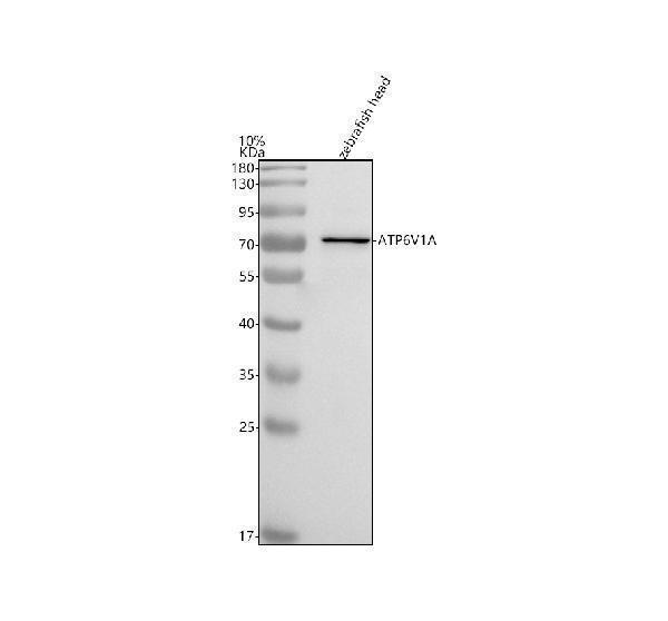  Western blot analysis of ATP6V1A using anti-ATP6V1A antibody (AZE7FCD8)