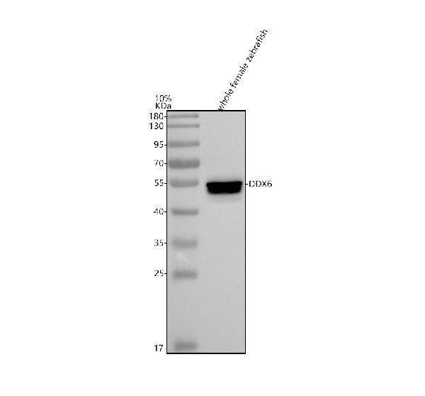 aze7fd91 ddx6 primary antibodies wb testing 1