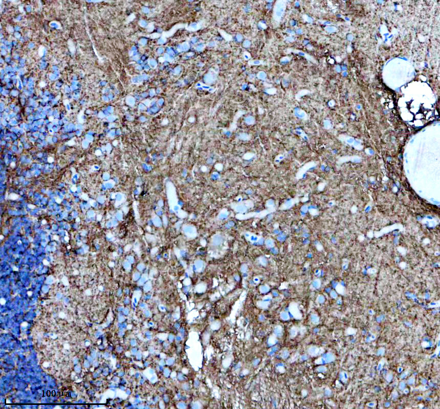 aze7fel0 gpr4 primary antibodies ihc testing 1