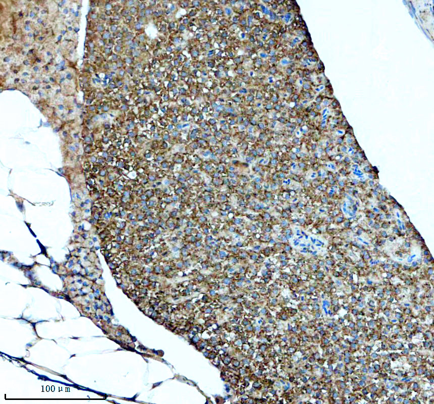 aze7fel0 gpr4 primary antibodies ihc testing 2