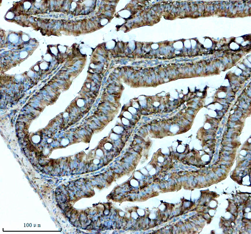 aze7fel0 gpr4 primary antibodies ihc testing 3