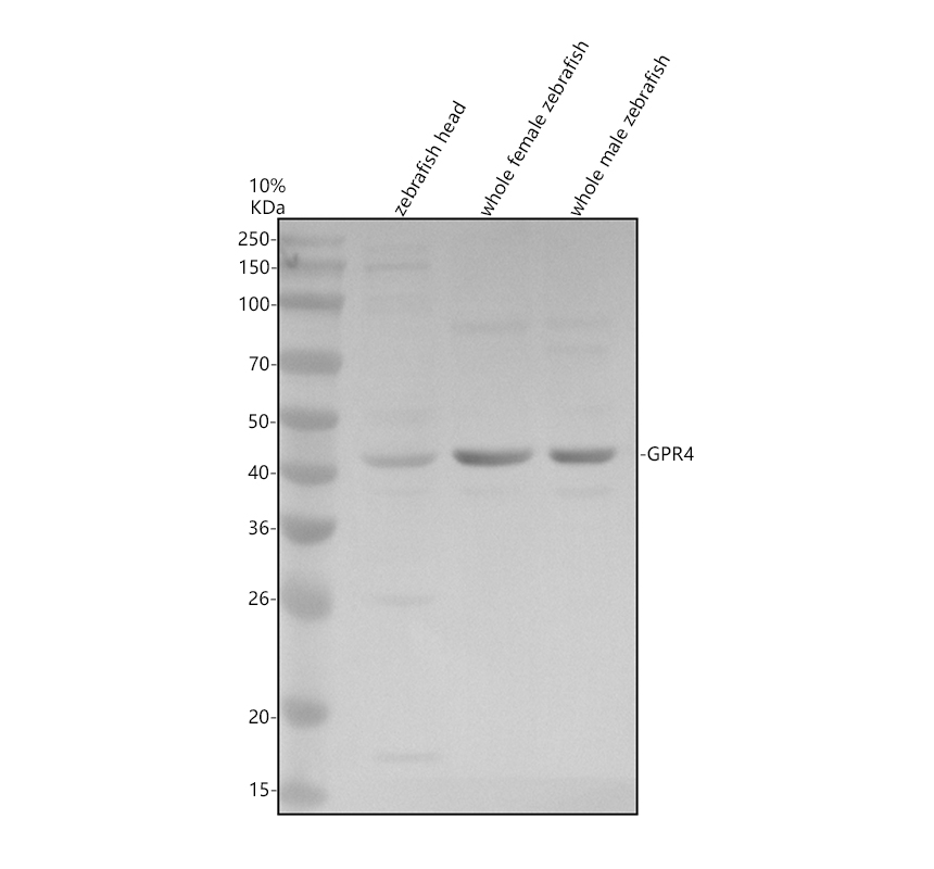 aze7fel0 gpr4 primary antibodies wb testing 1