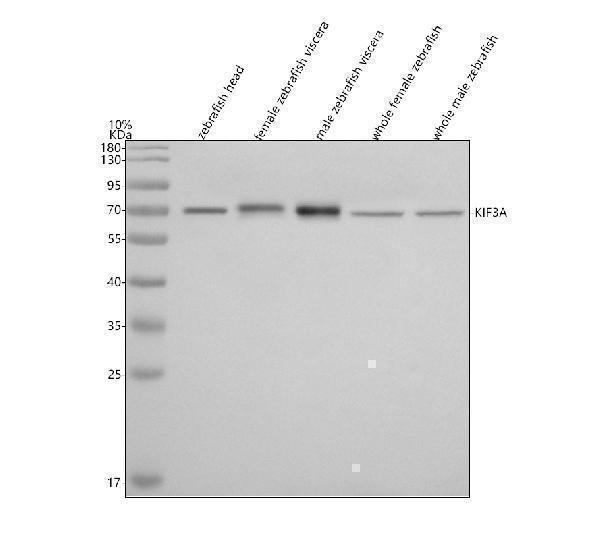 Western blot analysis of KIF3A using anti-KIF3A antibody (AZE9QB71)
