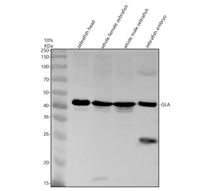 azf1q5g5 gla primary antibodies wb testing 1